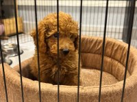 2.5 aylık tuvalet eğitimli poodle