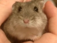 HAMSTER GONZALES YAVRU HERYERE GÖNDERİM