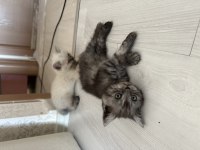 British shorthair kedisi