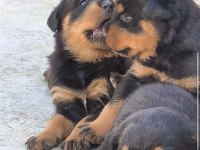 A KALİTE ROTTWEİLER YAVRULARI