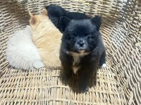 Orjinal sağlıklı pomeranian
