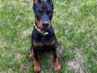 2 Aylık Sadık Doberman Yavrularım