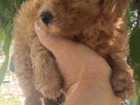 Toy poodle bebekler 45 günlük