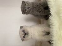 Özel ayı surat yavrularım safkan orjinal scottish fold
