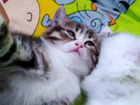British shorthair kedilerimiz