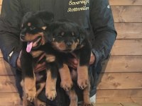 Rotweiller Safkan