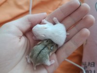 Gonzales hamster