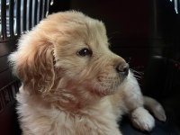Çok Acil 2 Aylık Harika Golden Retriever Yavrumuz