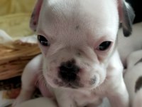 45 günlük french bulldog yavruları