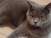 British Shorthair