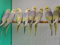 Rainbow muhabbet kuşu yavruları