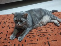 British shorthair 5 yaşında