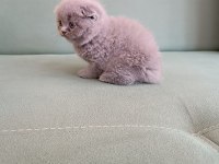 Adana erkek scottish fold 1.5 aylık