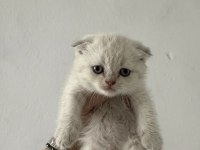 Safkan British Shorthair Yavrularımız