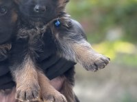 Safkan Ömür Boyu Irk Garantili Alman Kurdu Yavrularımız