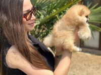 Mini Ayıcık Surat Pomeranian Özel Üretim