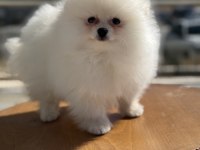 Show Kalite Pomeranian Yavrular Ziyarete Açık