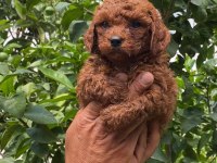 Red Brown Toy Poodle Yavrularımız