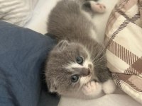 Bicolor ve düz gri orjinal kediler