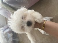 Korekan Maltese Terrier
