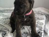 Çok özel renk, uygun ve kaliteli ırk garantili cane corso