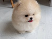 Göz Alıcı Tüy Yapısına Sahip Pomeranian Boo