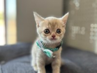 British shorthair 50 günlük yavru