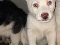 Muhteşem Sibirya Kurdu (Husky) Yavrularımız