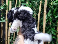 ORJİNAL MALTESE TERRİER BEBEKLER
