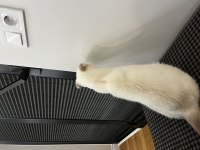 2 yaş kısır scottish fold ücretsiz