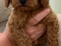 KALİTELİ TOY POODLE YAVRULAR