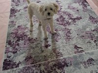 Erkek terrier cins beyaz