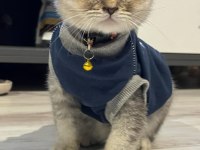 A Kalite Uysal Ve Oyuncu Scottish Fold Kedimize Sahip