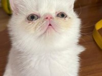 EXOTIC SHORTHAIR ERKEK 