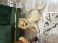 3.5 aylık ayı surat pomeranian boo