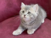 Dev Adayı British Shorthair Erkek