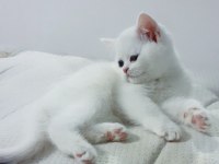 Müthiş safkan british shorthair yavrular