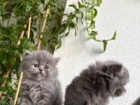British longhair - British shorthair