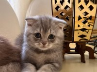 Mama Karşılığında Sahiplendirilecektir Scottish Fold