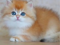 Altın Yumağımız NY12 Golden British Longhair