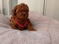 Kore kan red dark ve apricot orjinal poodle yavrular