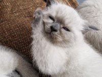 Safkan Scottish Fold
