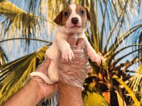 Kısa bacak jack russell