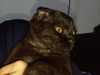 Scottish fold uysal bir kedimiz