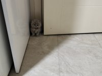 Scottish Fold Bebeklerim