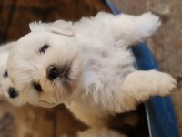 Maltese Yavrularımız