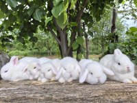 Cüce Ve Mini Lop Tavşanı Bebekler