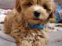 Aşılı Pasaportlu Maltipoo Yavrularımız