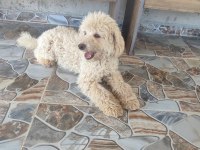 9 AYLIK ERKEK MİNYATÜR TOY POODLE