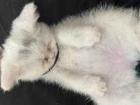 Yavru British Longhair